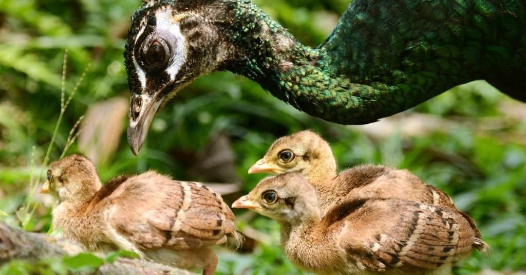 Baby Peacocks for Sale: The Exquisite Avian Beauties to Grace Your Home