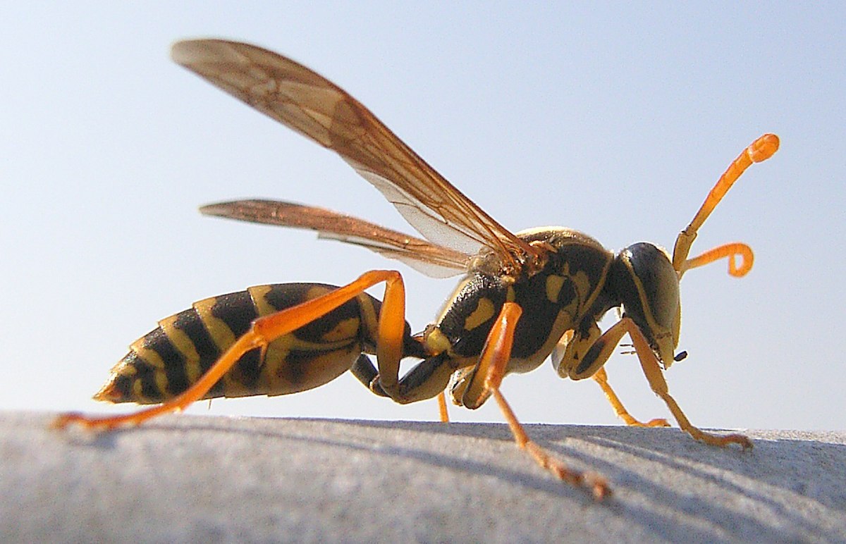10 Effective Strategies to Keep Wasps Away This Summer